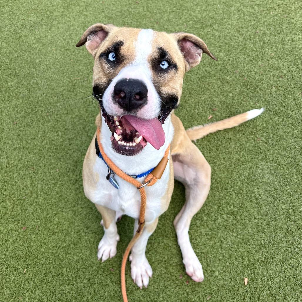 Rocky, Adoptable, Adult Male American Staffordshire Terrier & Siberian Husky.