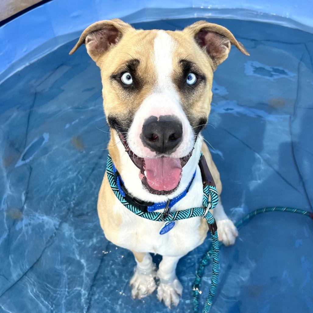 Rocky, Adoptable, Adult Male American Staffordshire Terrier & Siberian Husky.