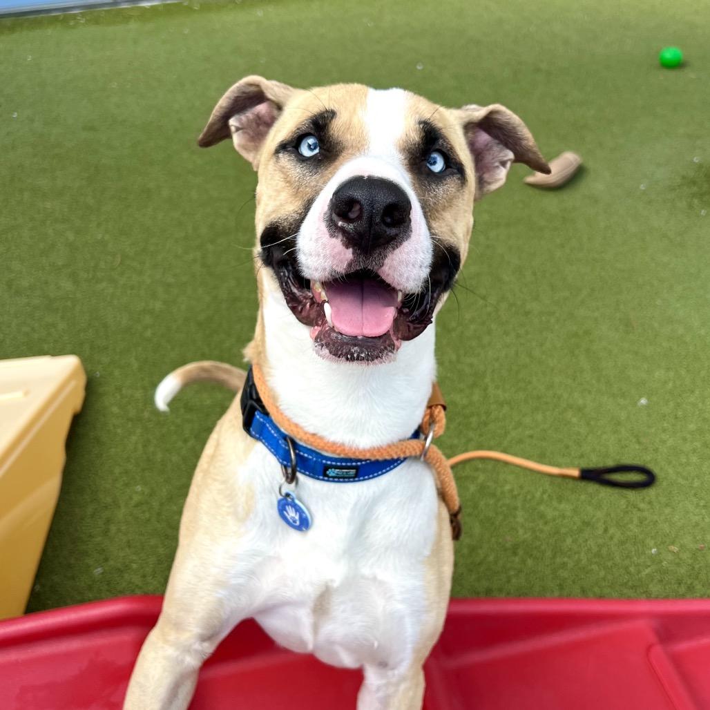 Enlarge Rocky, a Adoptable mixed breed in Apache Junction, AZ image 3/6