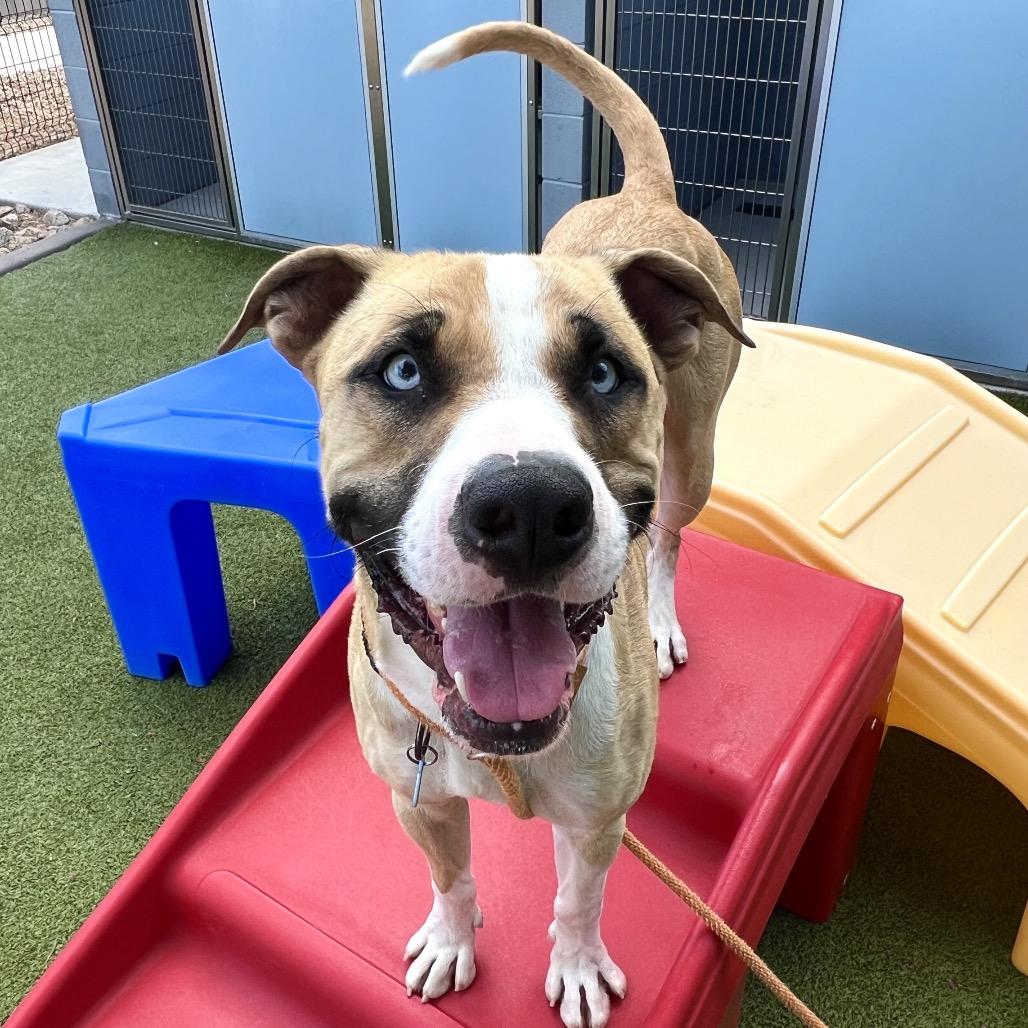 Enlarge Rocky, a Adoptable mixed breed in Apache Junction, AZ image 5/6