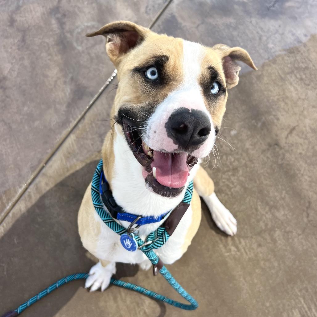 Rocky, a Adoptable mixed breed in Apache Junction, AZ image 3/3