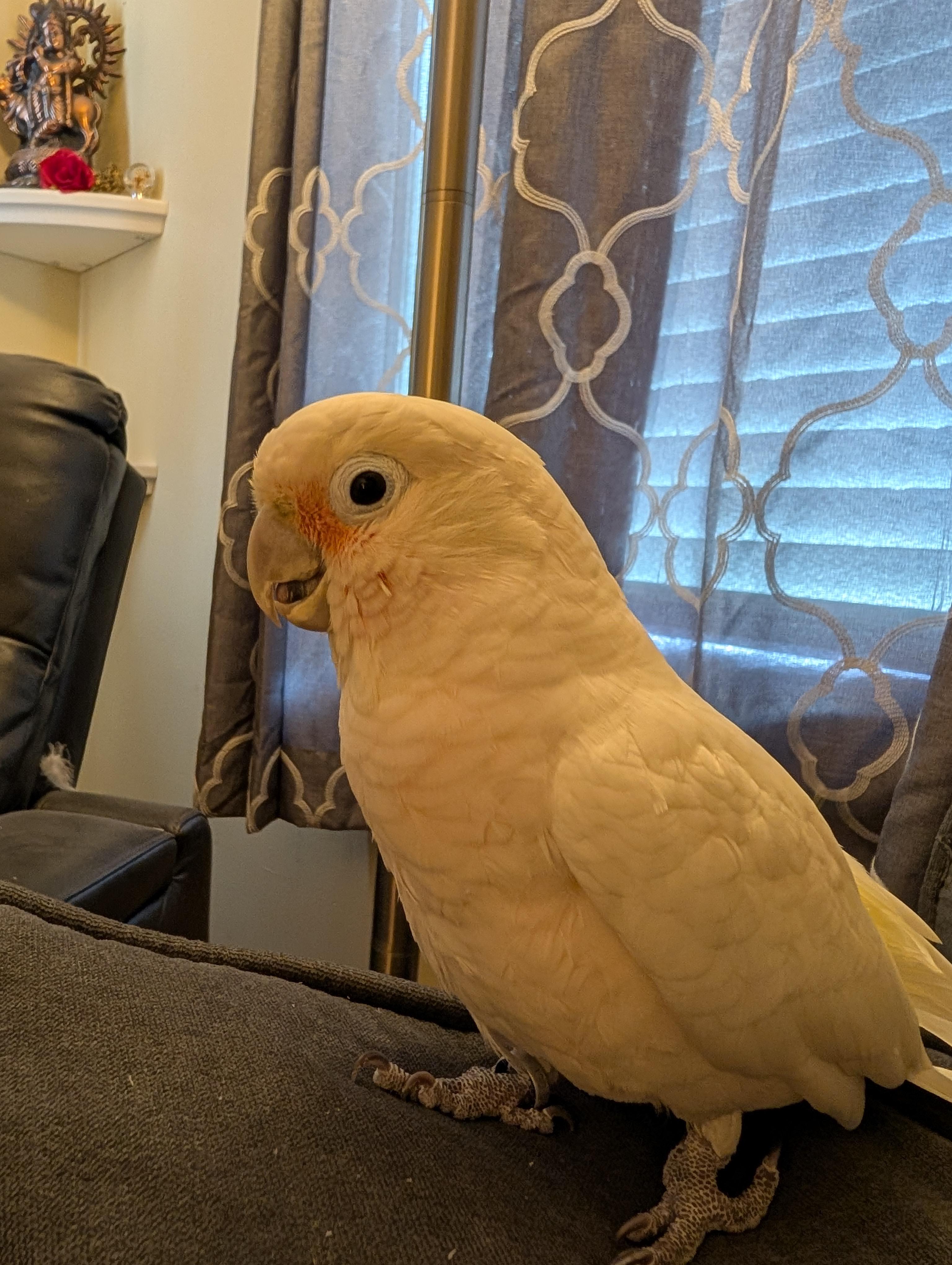 Jerry, Adult Male Cockatoo