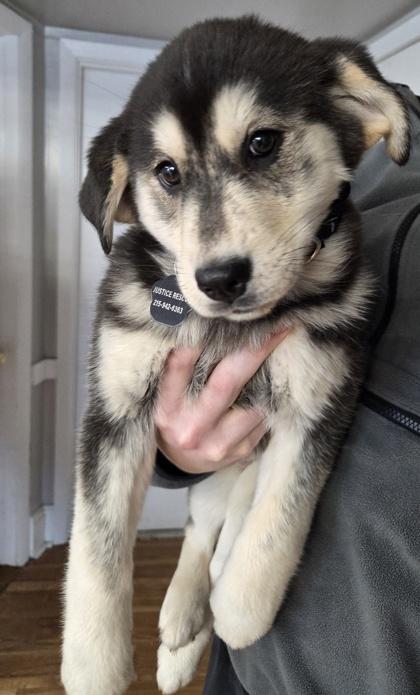 Clarabelle thumbnail 2