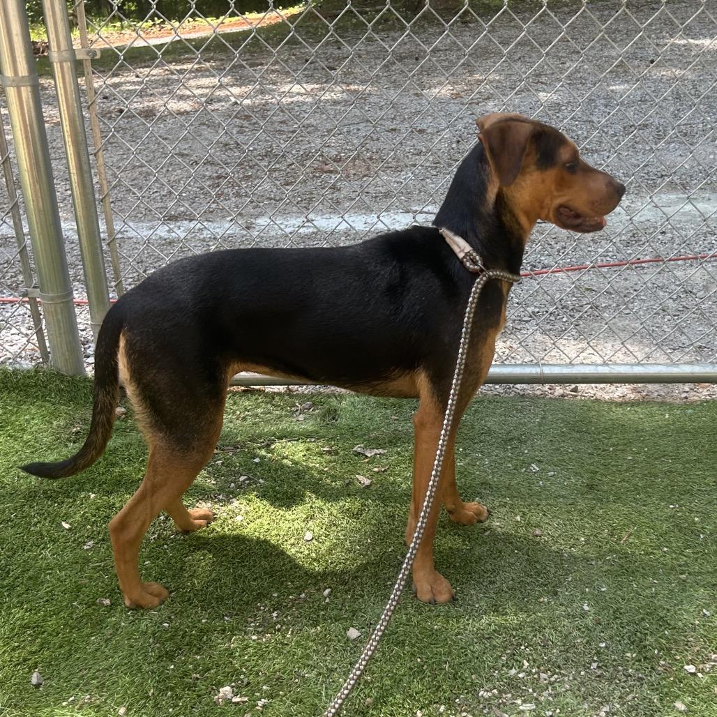 Lela, Adoptable, Young Female Black and Tan Coonhound & Mixed Breed.