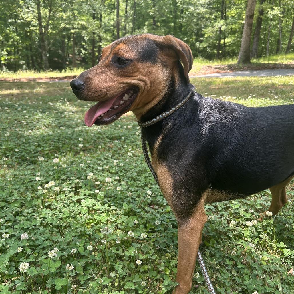 Enlarge Lela, a Adoptable mixed breed in Tuscaloosa, AL image 2/6