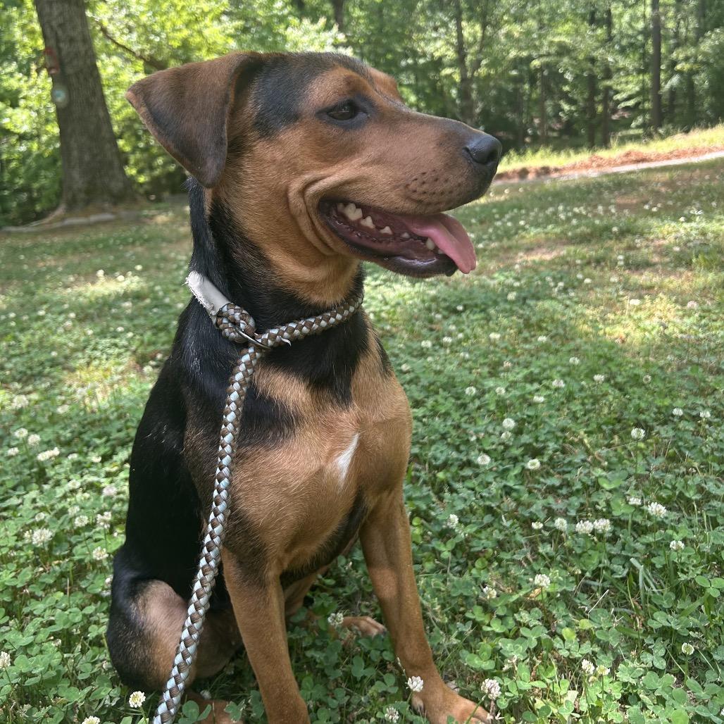 Enlarge Lela, a Adoptable mixed breed in Tuscaloosa, AL image 3/6
