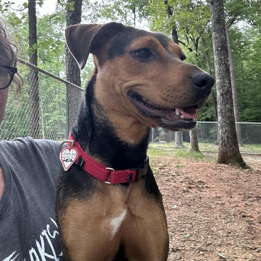 Enlarge Lela, a Adoptable mixed breed in Tuscaloosa, AL image 4/6