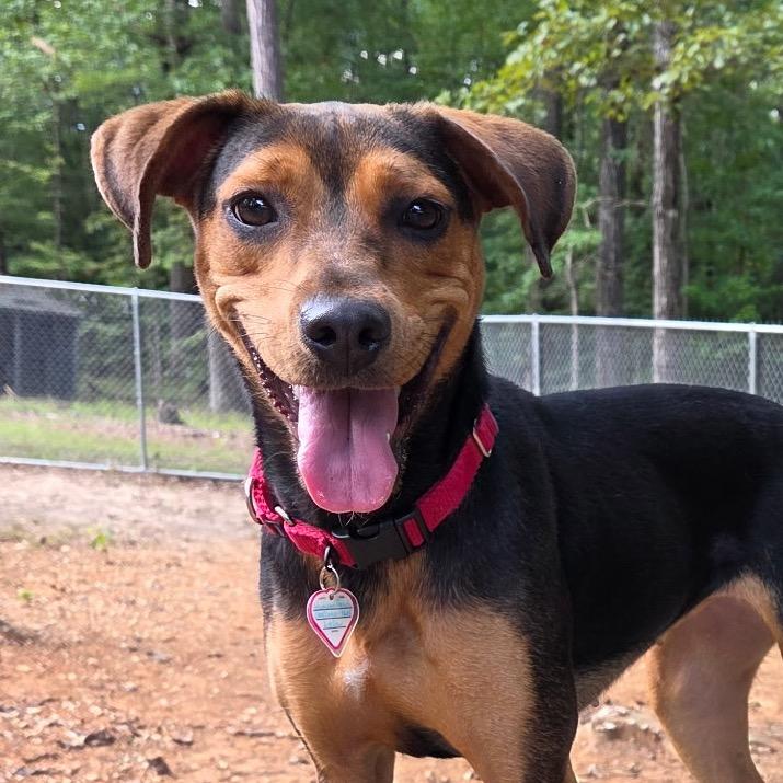 Enlarge Lela, a Adoptable mixed breed in Tuscaloosa, AL image 5/6