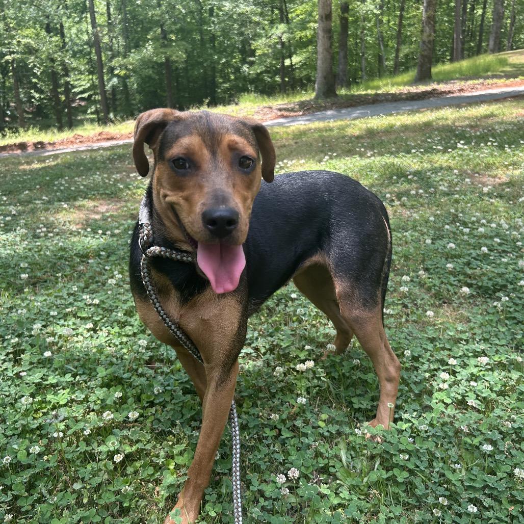 Enlarge Lela, a Adoptable mixed breed in Tuscaloosa, AL image 6/6