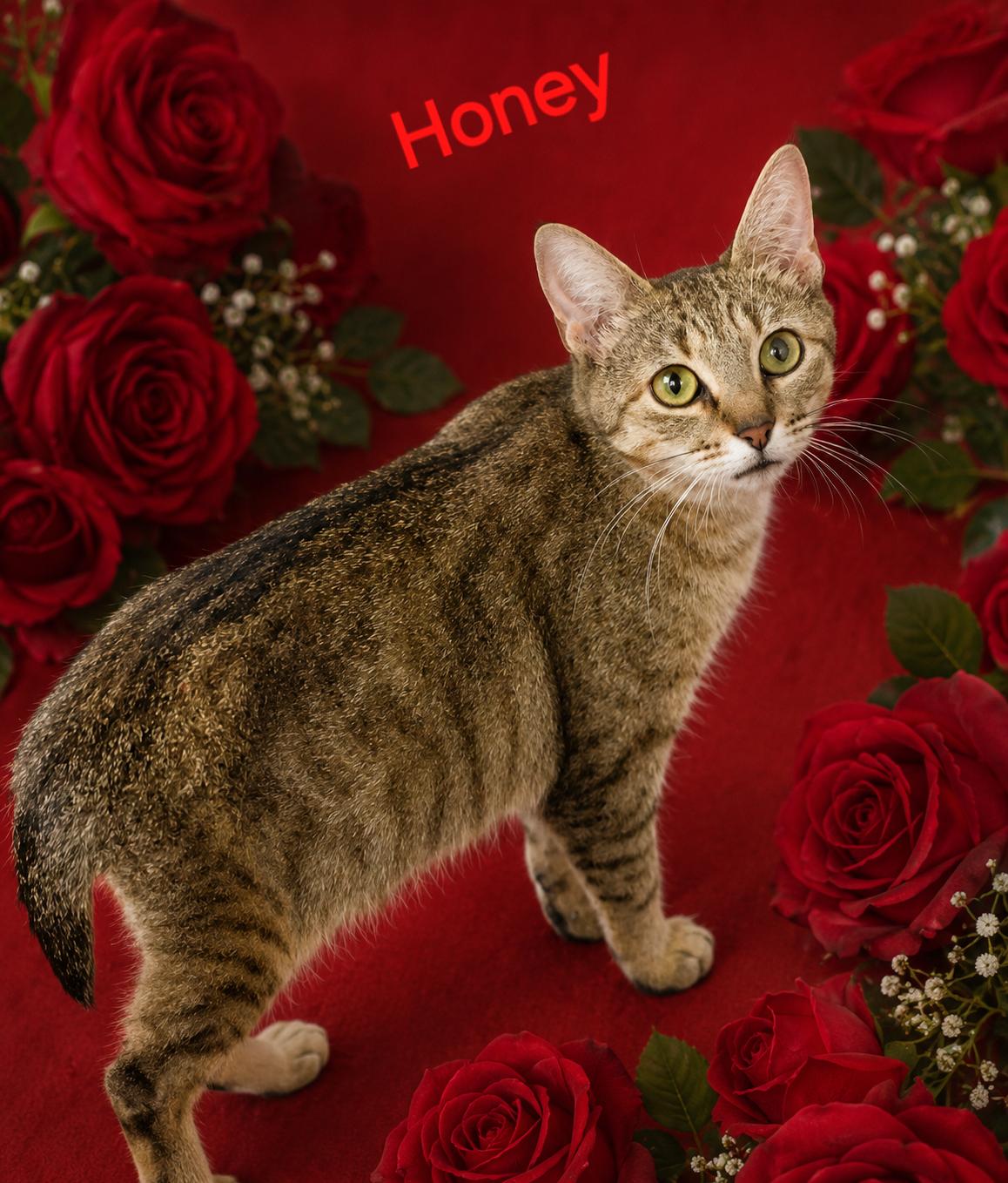 Enlarge Honey Bunny, a ADOPTABLE Domestic Short Hair in Bethpage, NY image 4/4