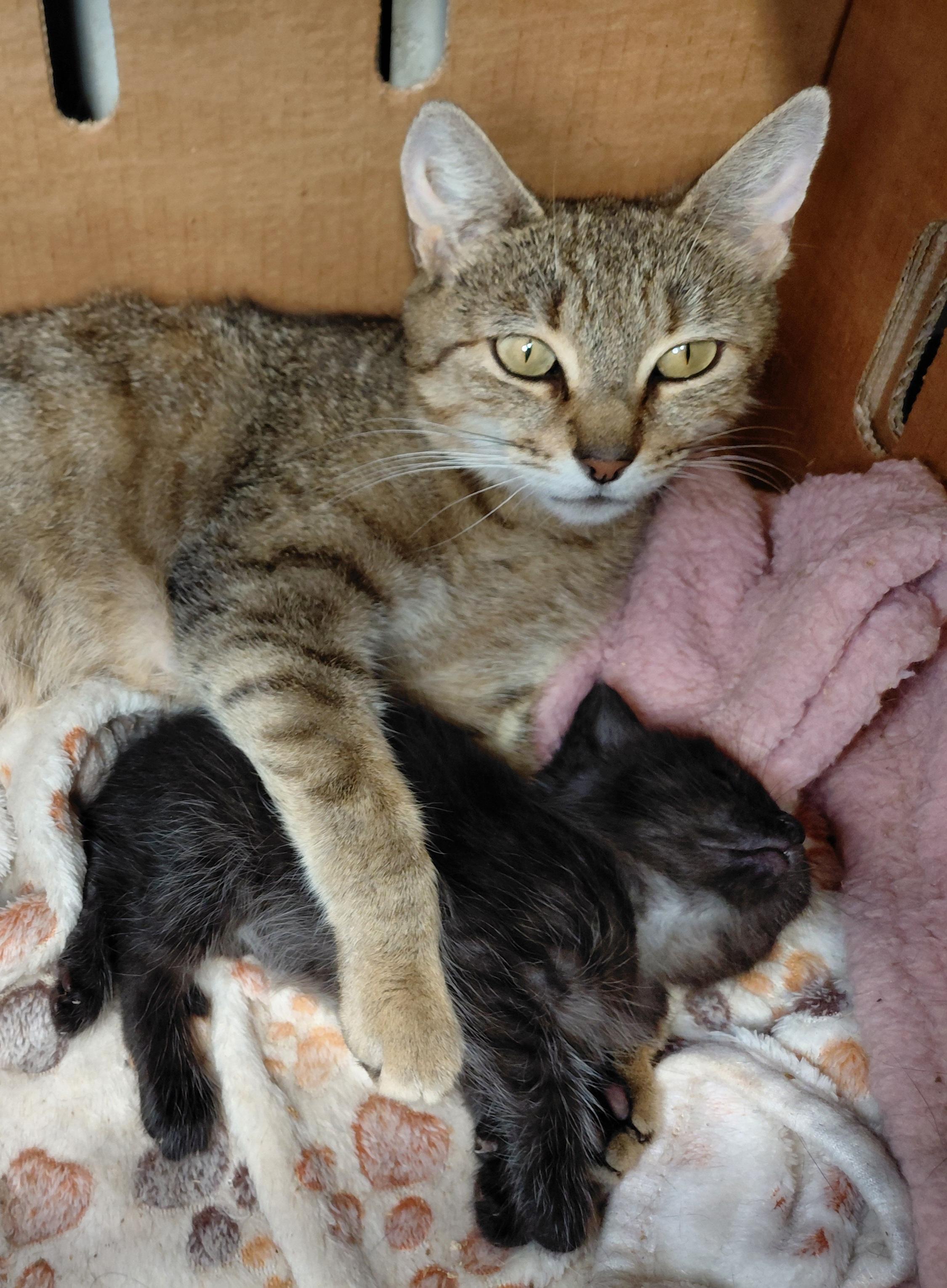 Enlarge Honey Bunny, a ADOPTABLE Domestic Short Hair in Bethpage, NY image 2/4