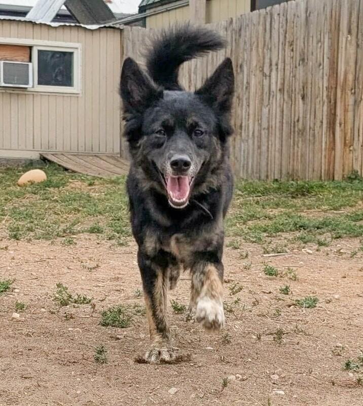 Enlarge Pebbles, a Adoptable mixed breed in Windsor, CO image 1/2