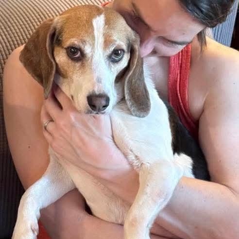 Enlarge Molly-ADOPTION PENDING!, a ADOPTABLE Beagle in Mount Bethel, PA image 3/6