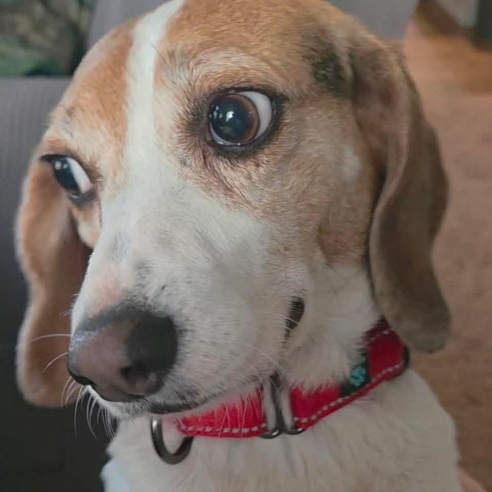 Enlarge Molly-ADOPTION PENDING!, a ADOPTABLE Beagle in Mount Bethel, PA image 1/6