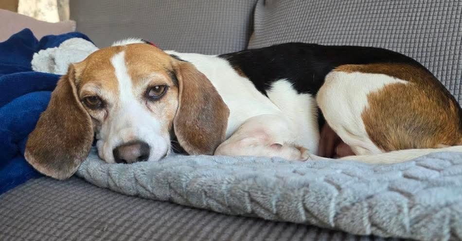 Enlarge Molly-ADOPTION PENDING!, a ADOPTABLE Beagle in Mount Bethel, PA image 5/6