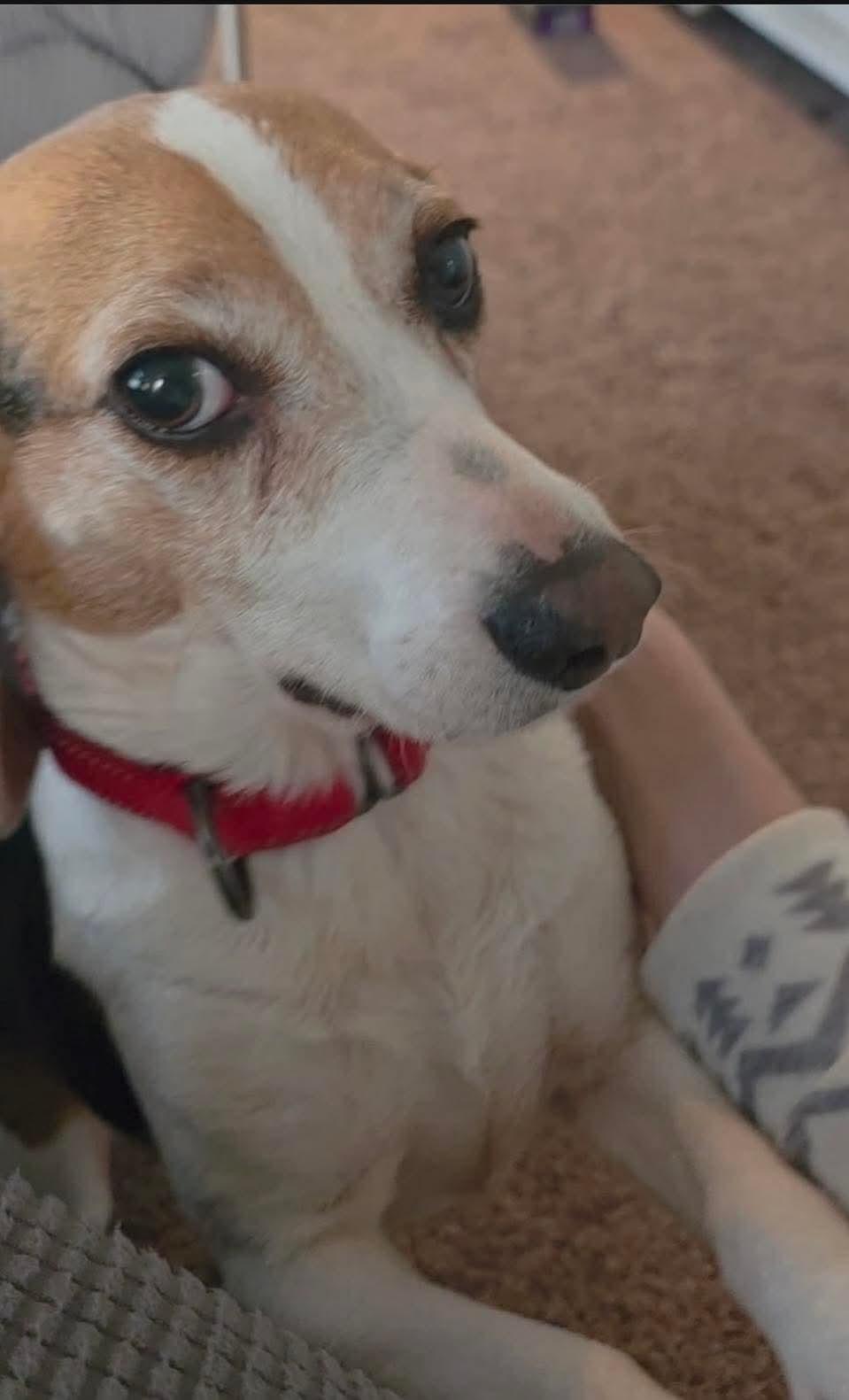 Enlarge Molly-ADOPTION PENDING!, a ADOPTABLE Beagle in Mount Bethel, PA image 6/6