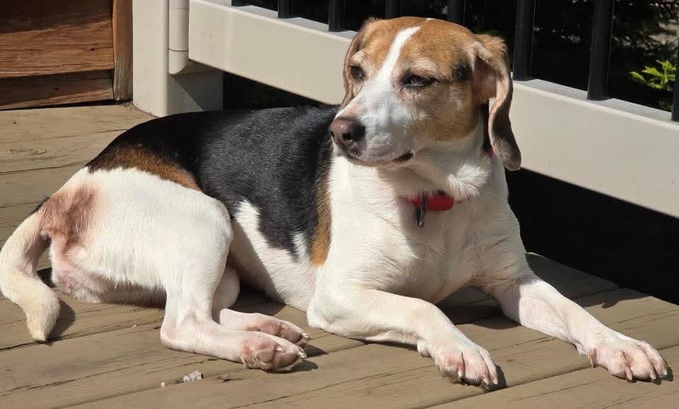 Enlarge Molly-ADOPTION PENDING!, a ADOPTABLE Beagle in Mount Bethel, PA image 2/6