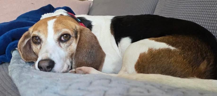 Enlarge Molly-ADOPTION PENDING!, a ADOPTABLE Beagle in Mount Bethel, PA image 4/6