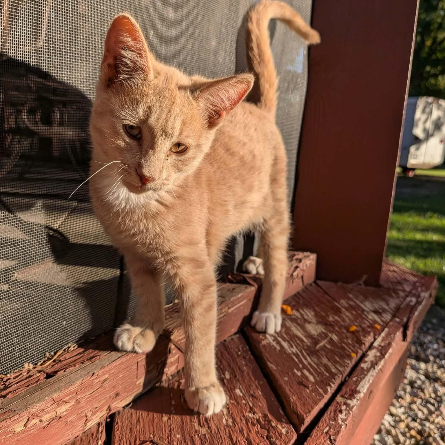 Enlarge Mittens, a Adoptable Domestic Short Hair in Mount Sterling, IL image 2/2