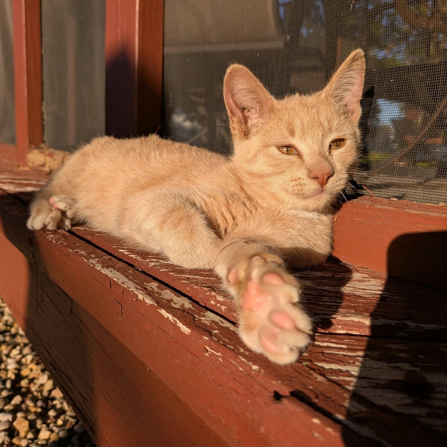 Mittens, Adoptable, Kitten Male Domestic Short Hair.