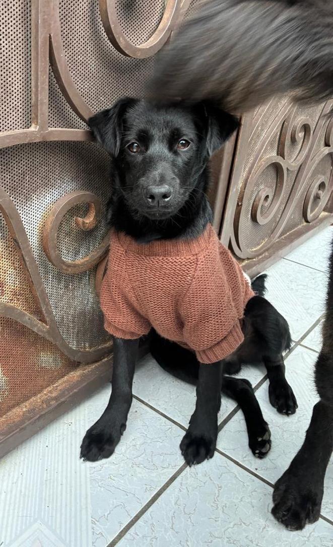 milo, Adoptable, Puppy Male Labrador Retriever & Chihuahua.