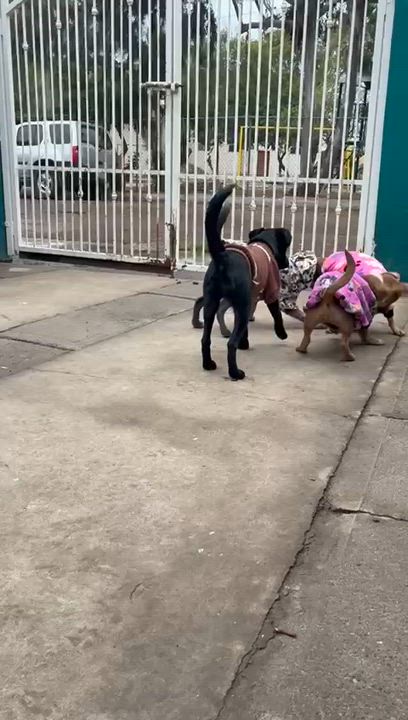 Enlarge milo, a Adoptable mixed breed in Tijuana, BCN video 2/4