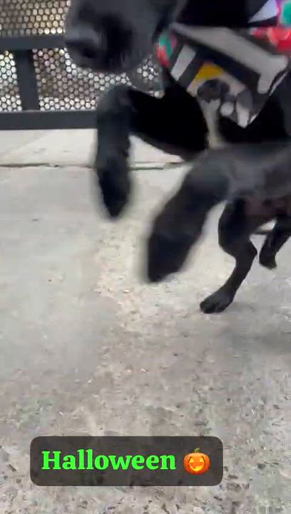 Enlarge milo, a Adoptable mixed breed in Tijuana, BCN video 3/4