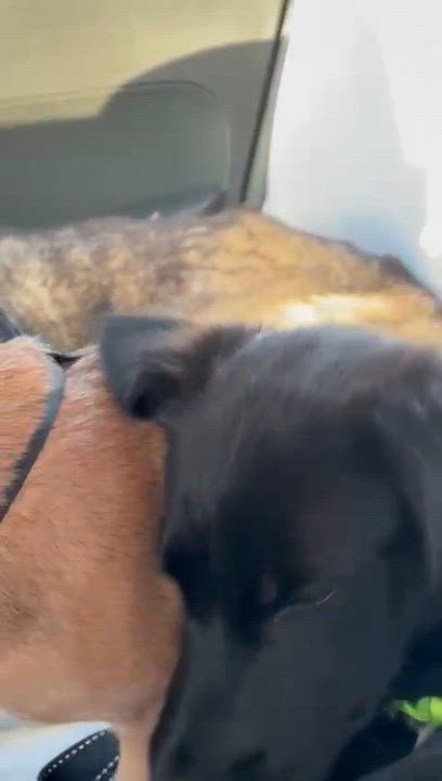 Enlarge milo, a Adoptable mixed breed in Tijuana, BCN video 4/4