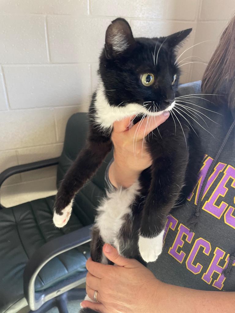 Lucy, Adoptable, Adult Female Domestic Short Hair.