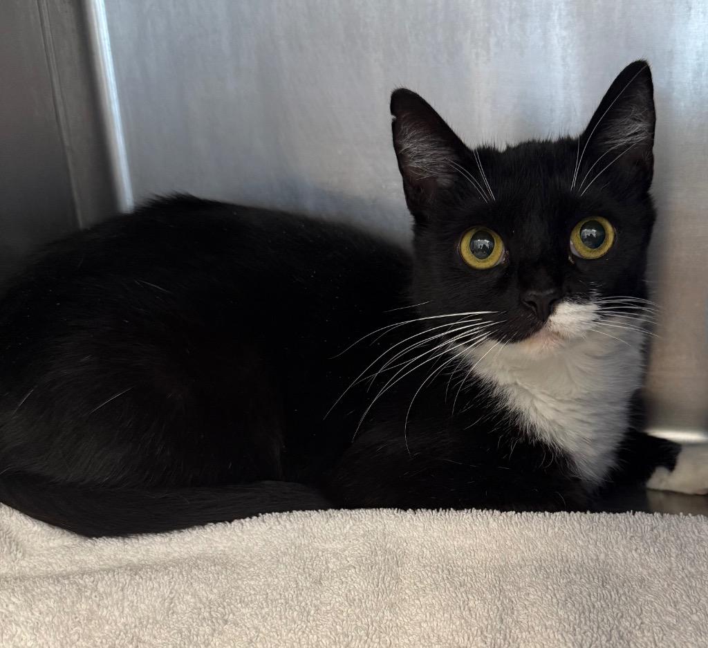 Enlarge Lucy, a Adoptable mixed breed in Gallatin, TN image 2/2