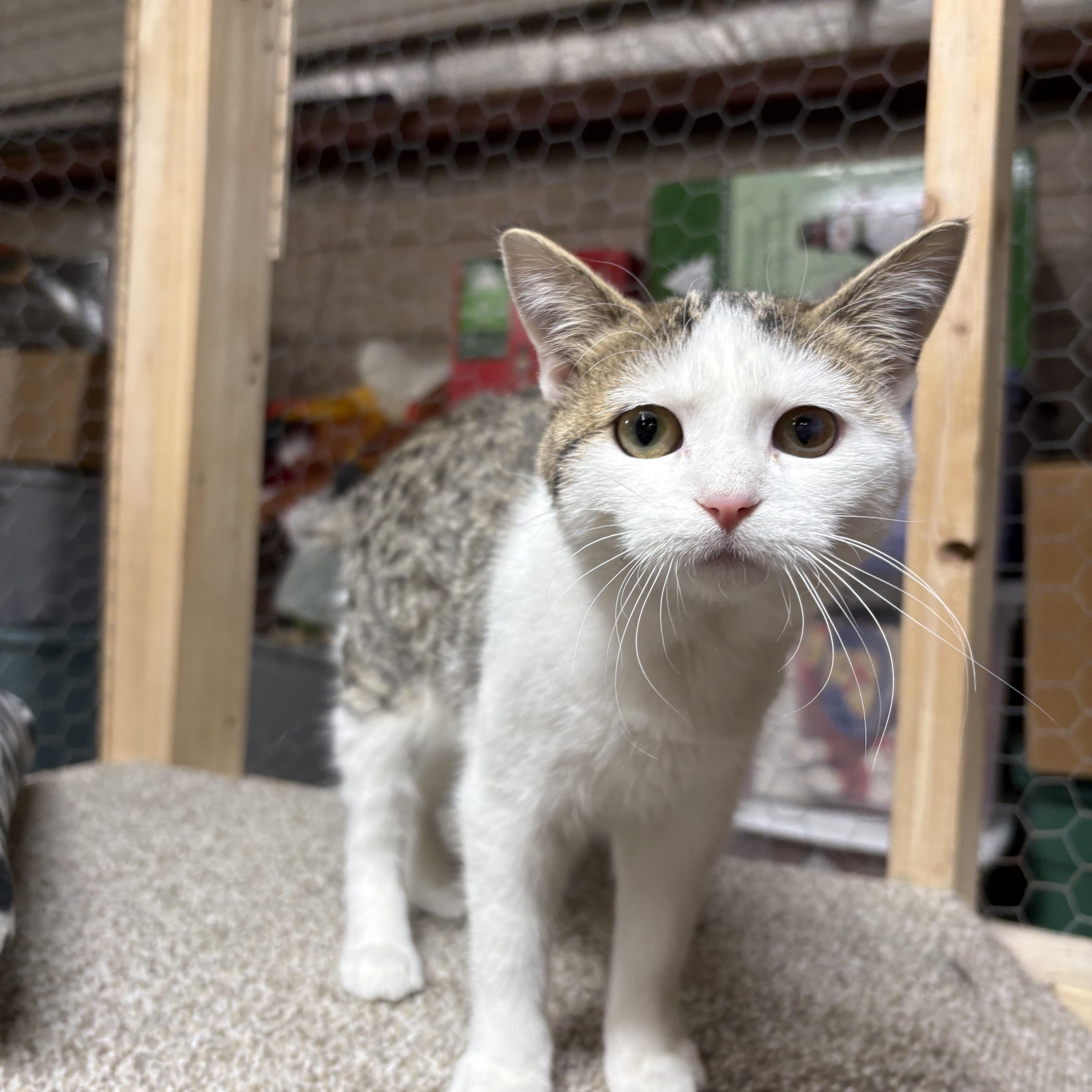 Enlarge Sussie, a ADOPTABLE Domestic Short Hair in Faribault, MN image 1/2
