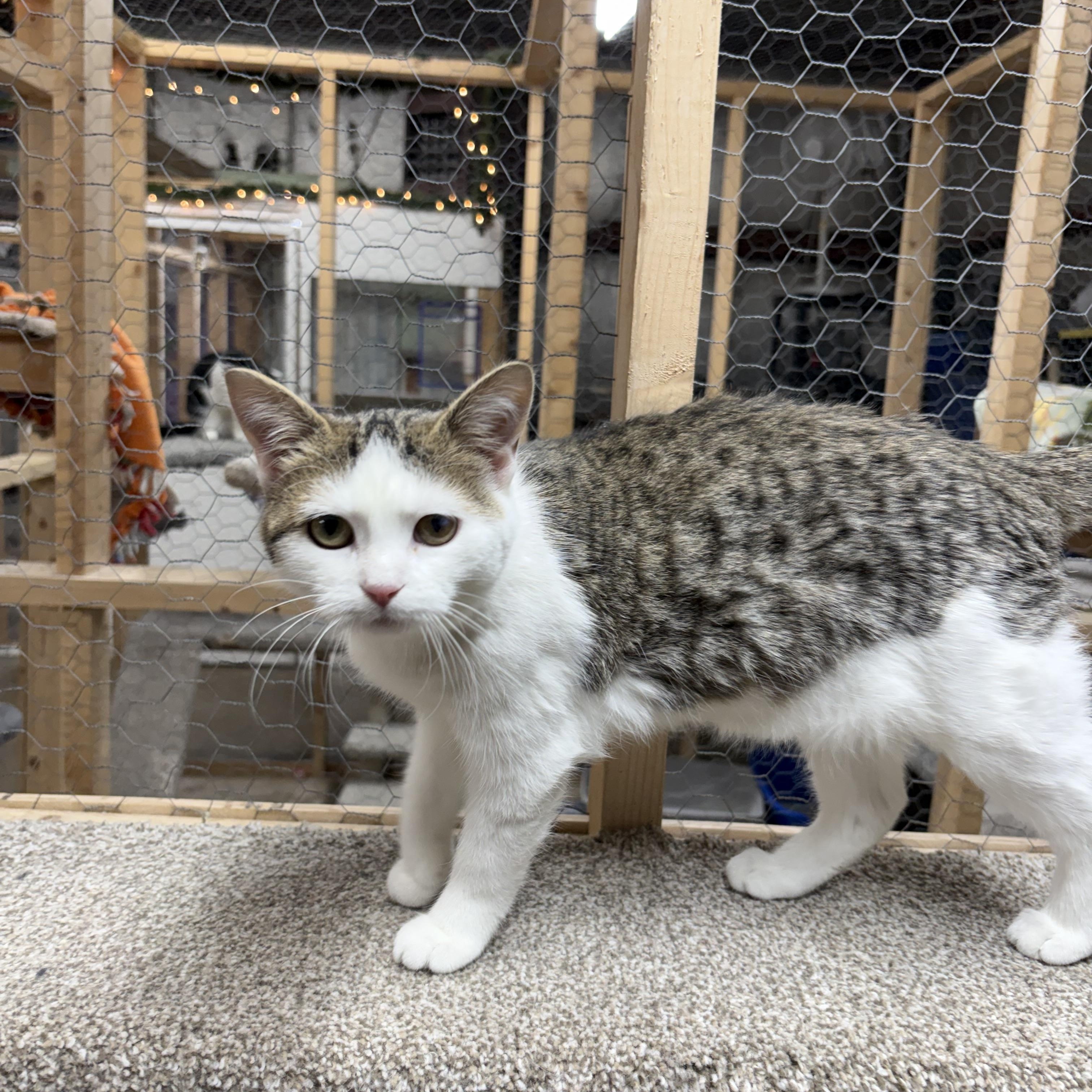 Enlarge Sussie, a ADOPTABLE Domestic Short Hair in Faribault, MN image 2/2