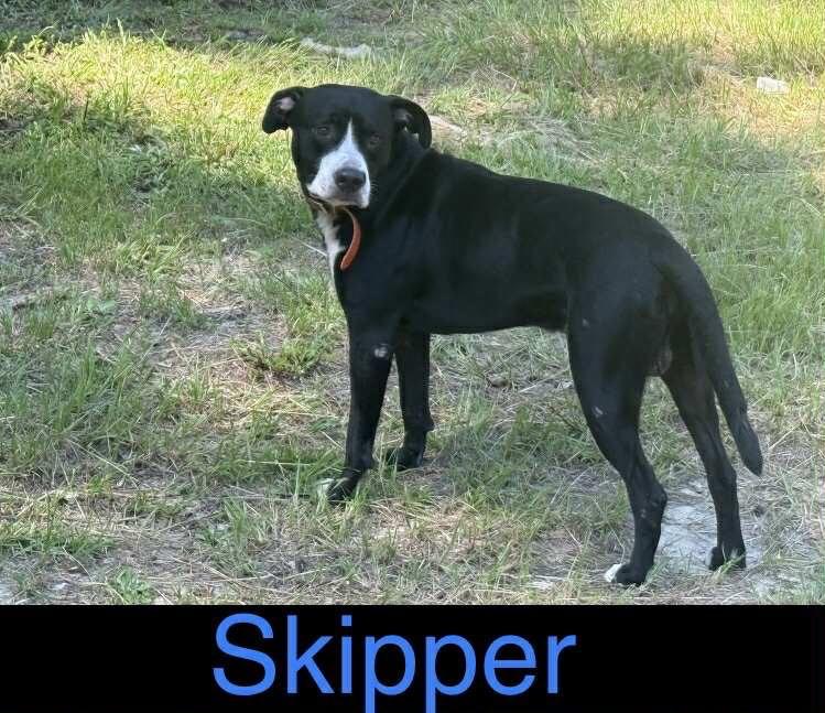 Skipper