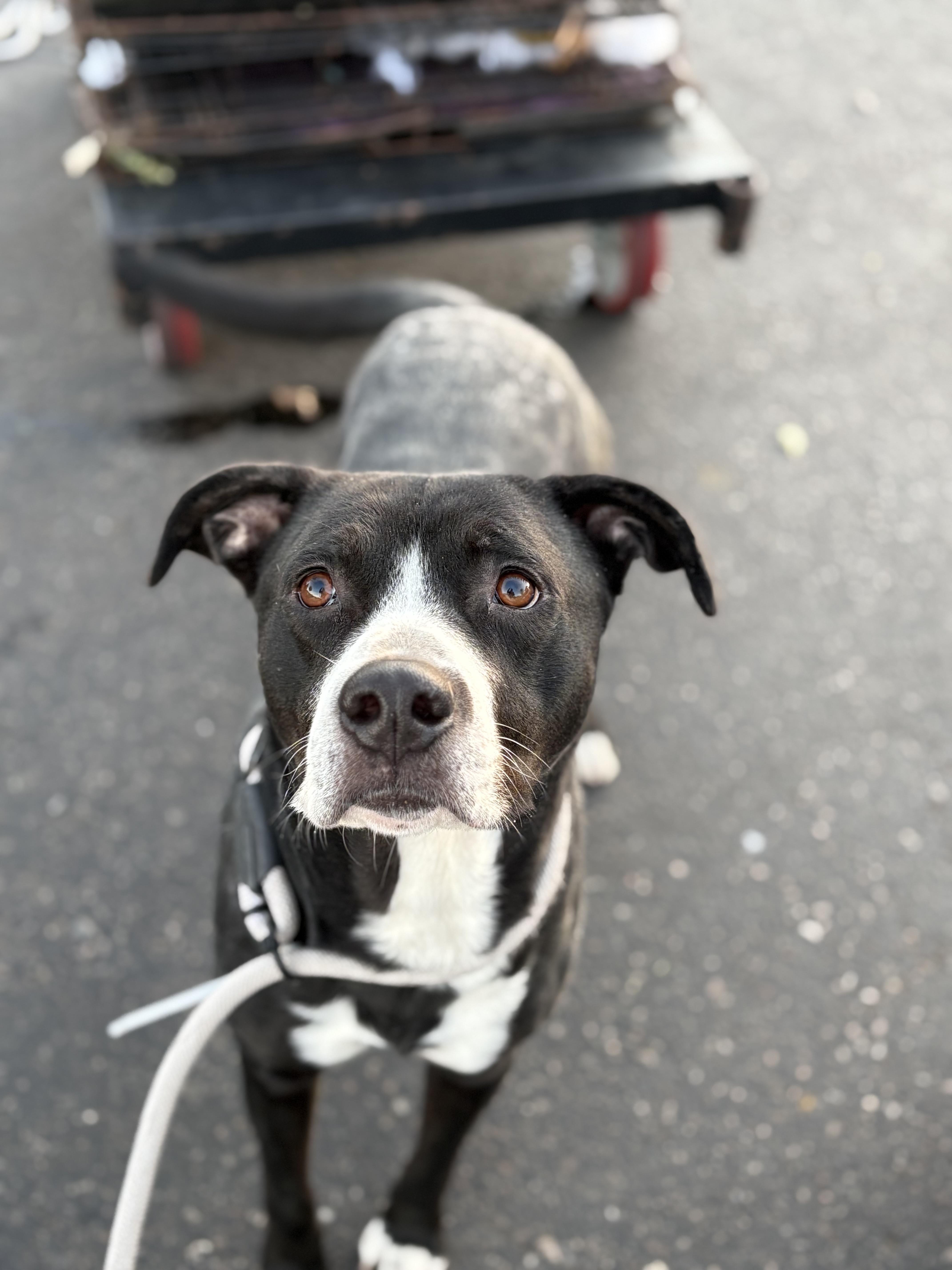 Skipper, Adoptable, Adult Male Pit Bull Terrier.