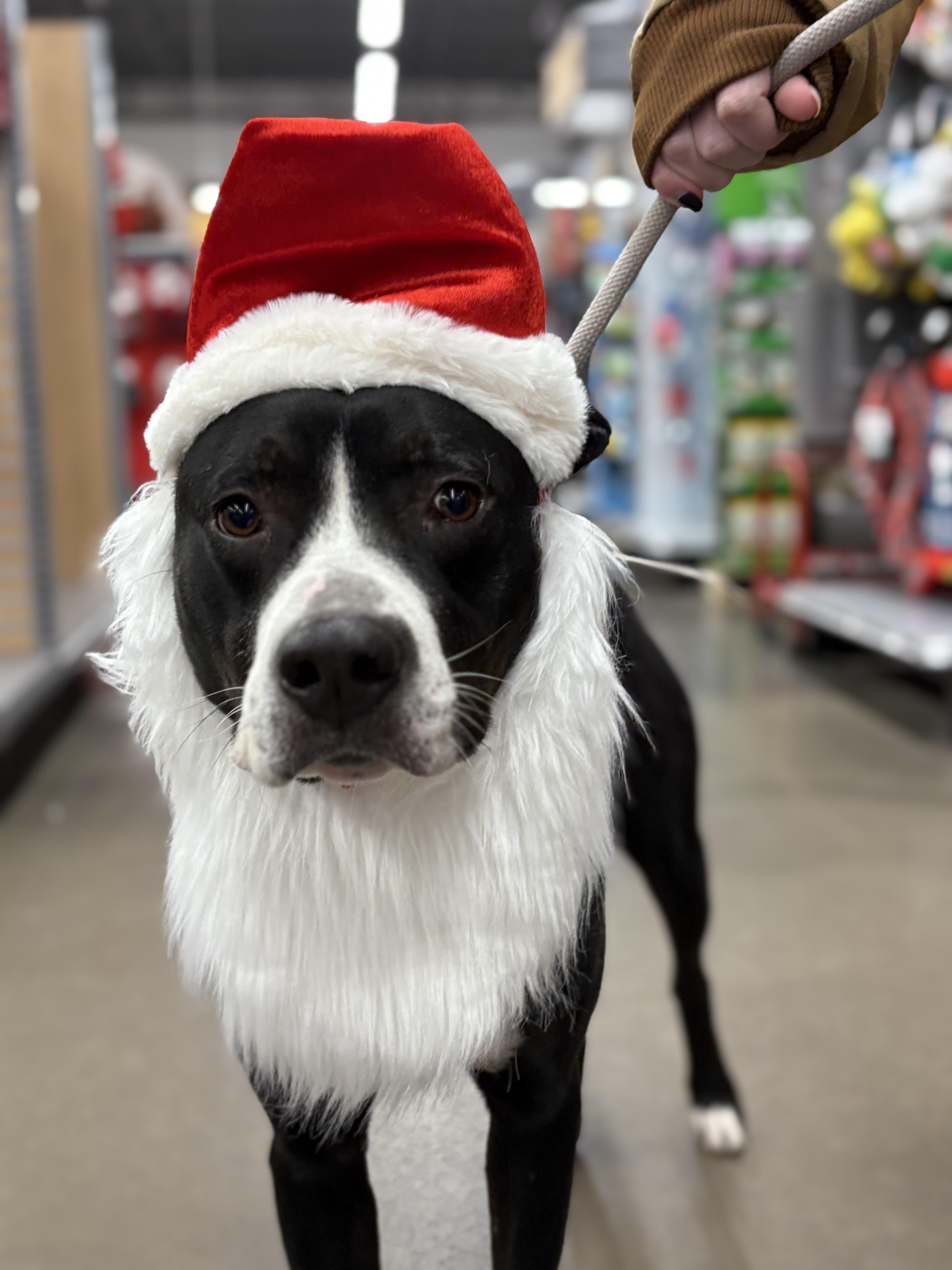 Skipper, a Adoptable mixed breed in Zimmerman, MN image 2/6