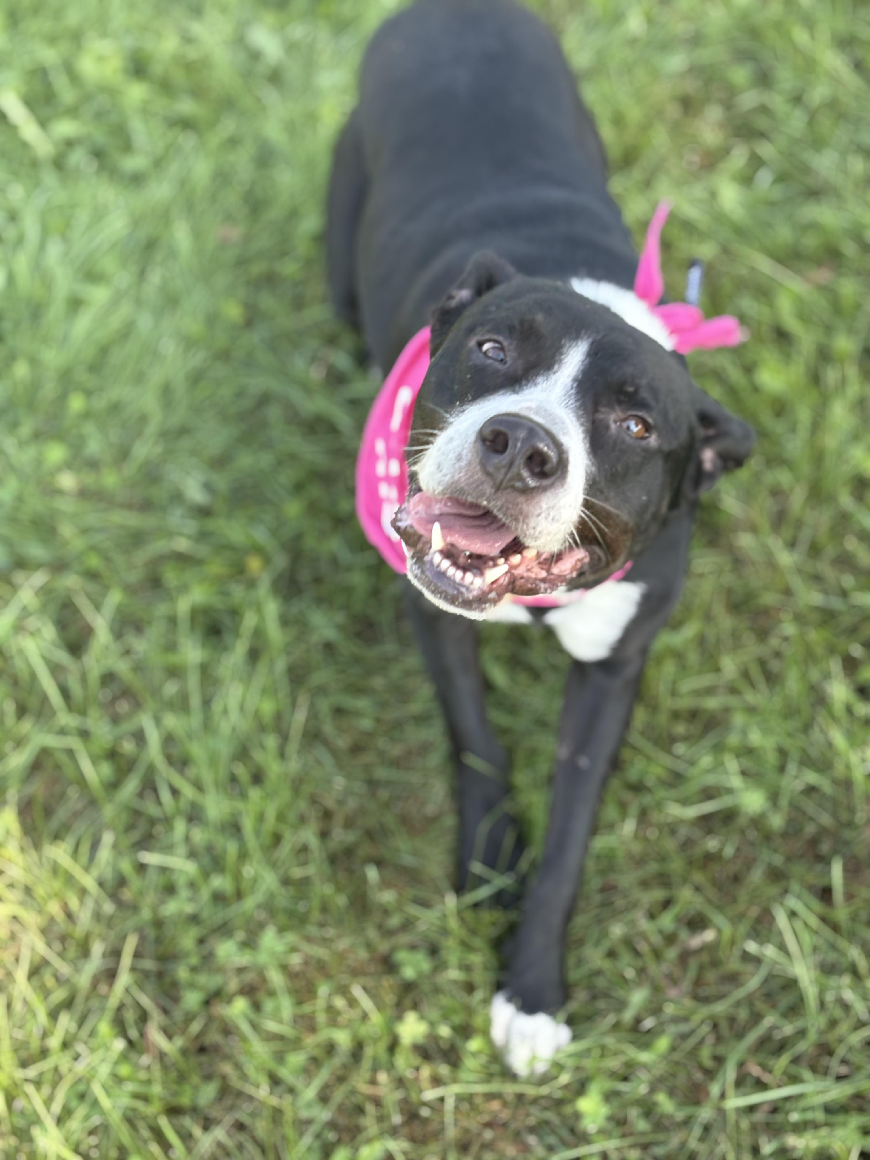 Skipper, a Adoptable mixed breed in Zimmerman, MN image 3/6