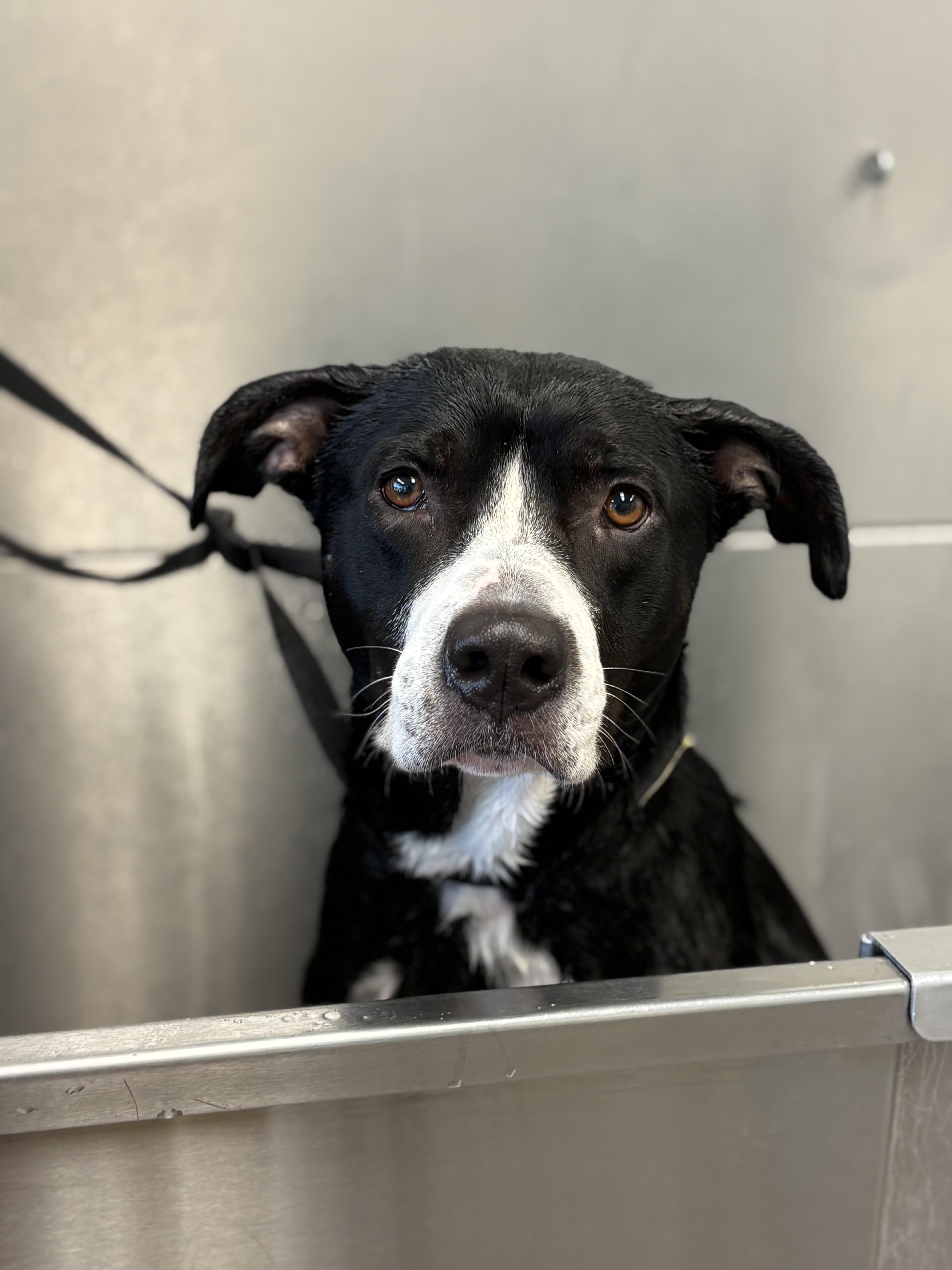 Skipper, a Adoptable mixed breed in Zimmerman, MN image 4/6