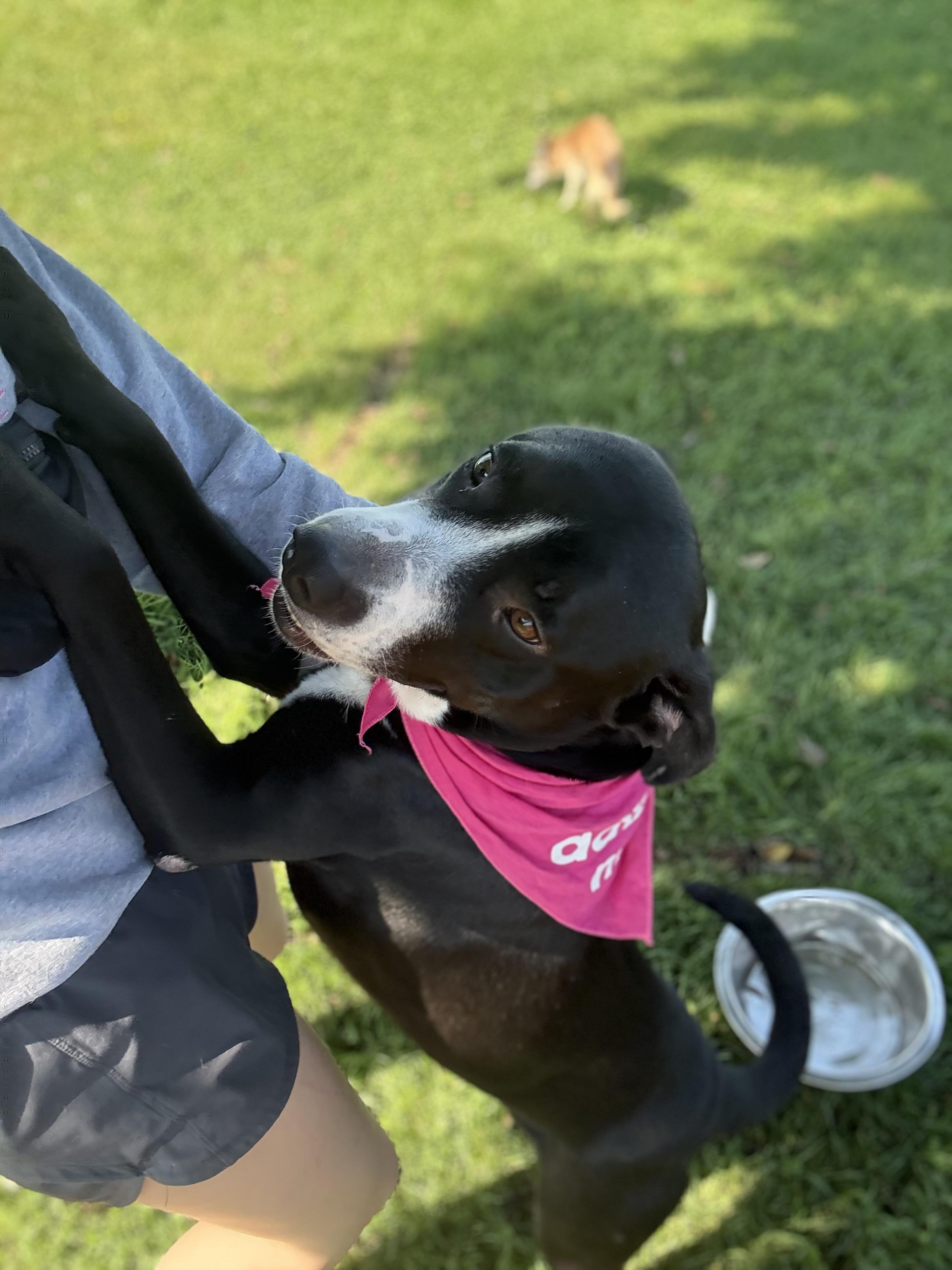 Skipper, a Adoptable mixed breed in Zimmerman, MN image 5/6
