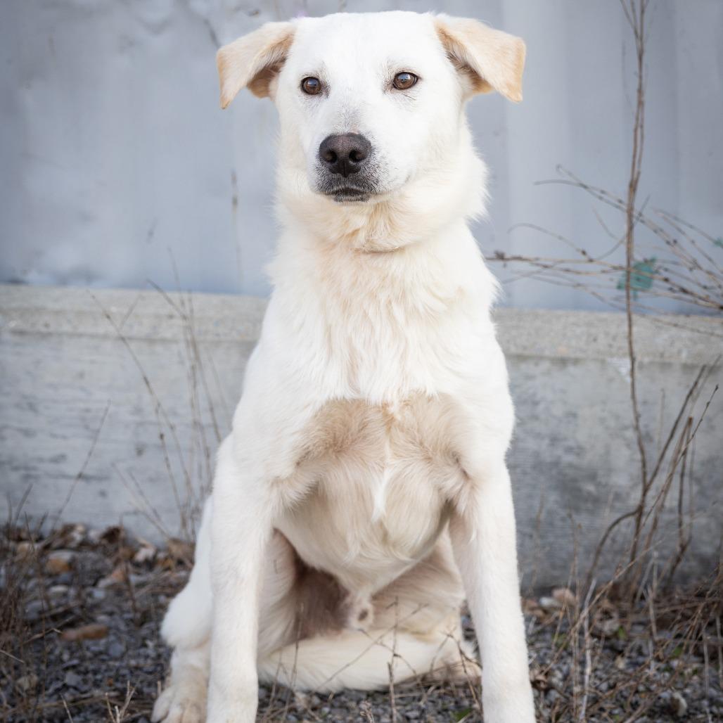 Stetson, ADOPTABLE, Young Male Mixed Breed.