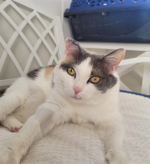 Enlarge PRINCESS PEACHES, a Adoptable Domestic Short Hair in Aliquippa, PA image 1/1