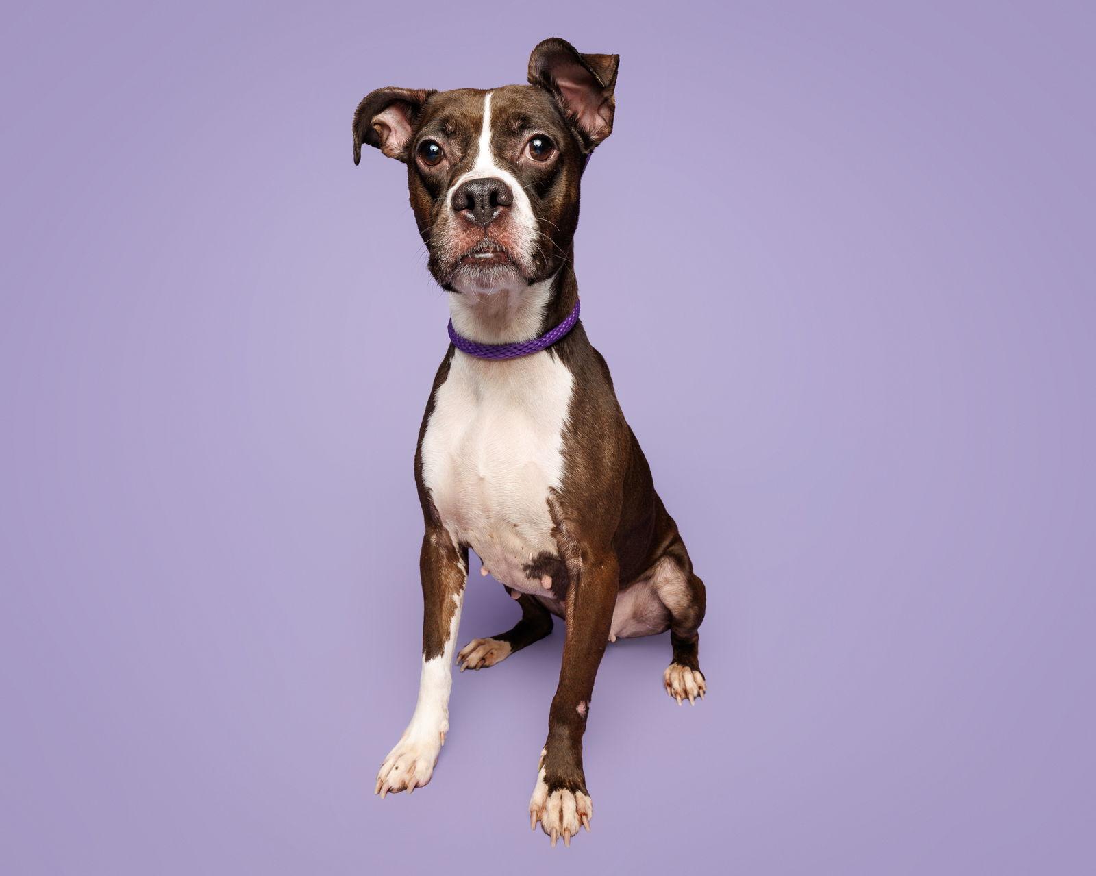 Enlarge Kitty, a Adoptable Mixed Breed in Durham, NC image 1/3