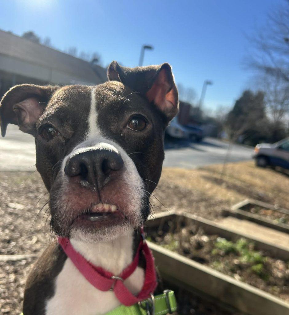Enlarge Kitty, a Adoptable Mixed Breed in Durham, NC image 2/3