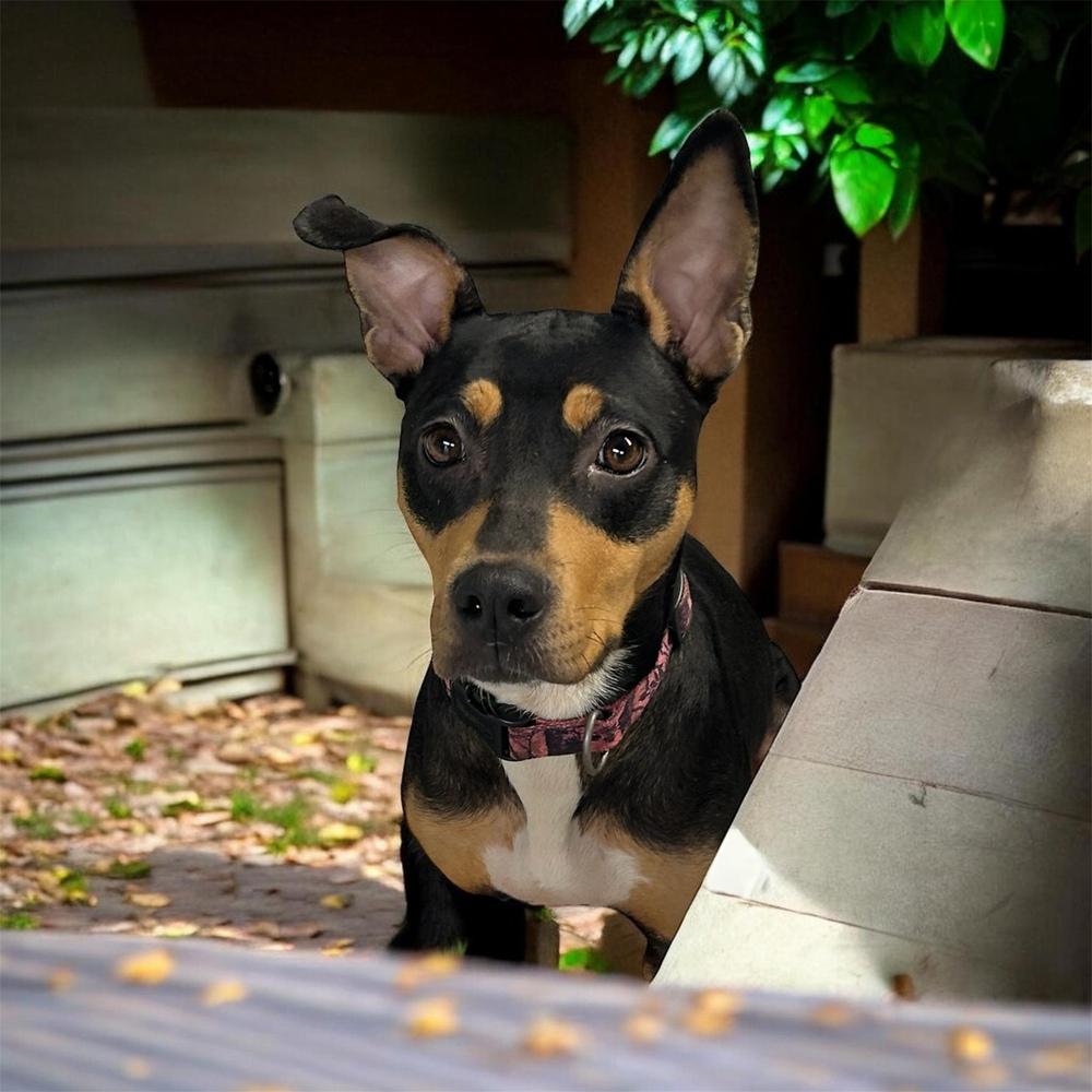 Enlarge Majestic, a Adoptable mixed breed in Brownstown, IN image 1/1