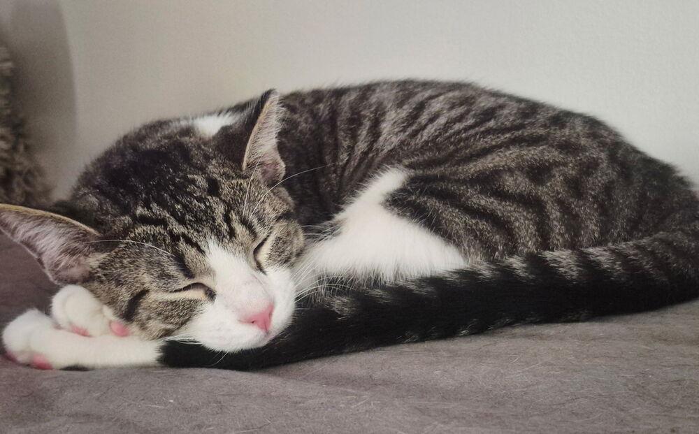 Ravioli, a Adoptable Domestic Short Hair image 1/6