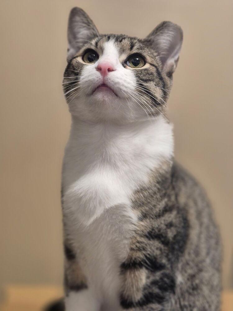 Ravioli, a Adoptable Domestic Short Hair image 2/6