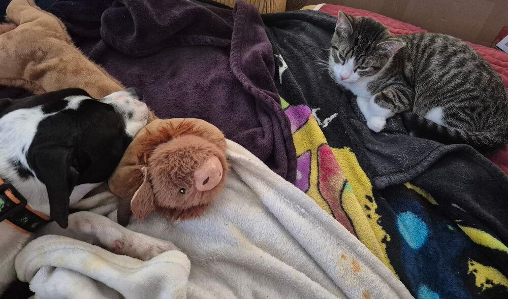 Ravioli, a Adoptable Domestic Short Hair image 3/6