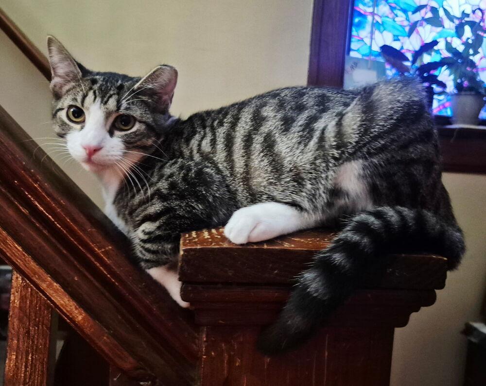 Ravioli, a Adoptable Domestic Short Hair image 4/6