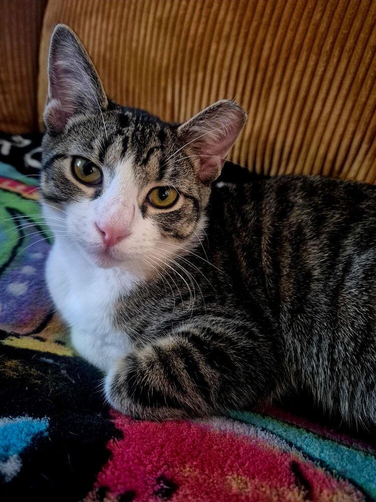 Ravioli, a Adoptable Domestic Short Hair image 5/6