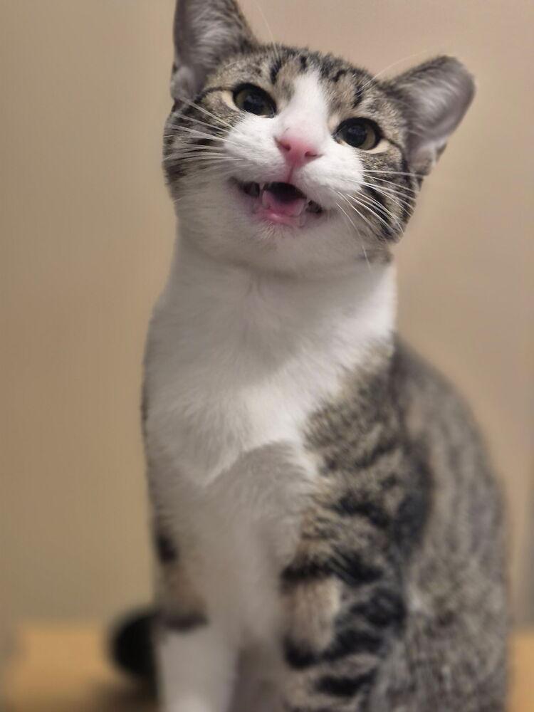 Ravioli, a Adoptable Domestic Short Hair image 6/6