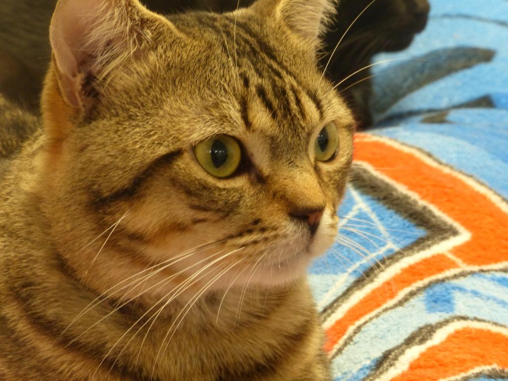 Mister, Adoptable, Young Male Domestic Short Hair.